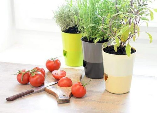 Kaspó Rosmarin Önöntözős 14 ECSONT